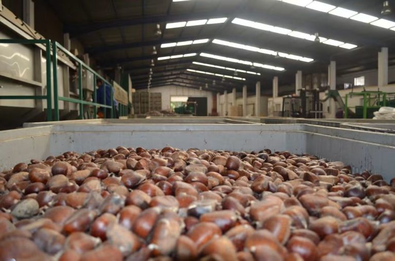 El Valle del Genal inicia la cosecha de castañas con menor producción pero buena calidad