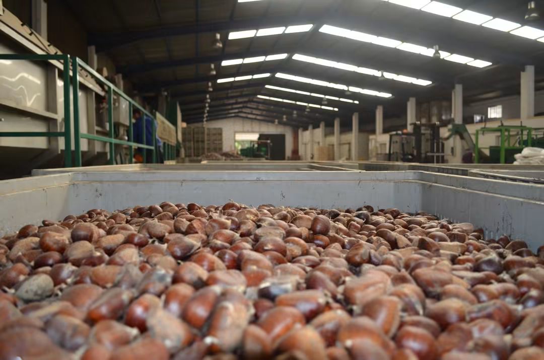 El Valle del Genal inicia la cosecha de castañas con menor producción pero buena calidad