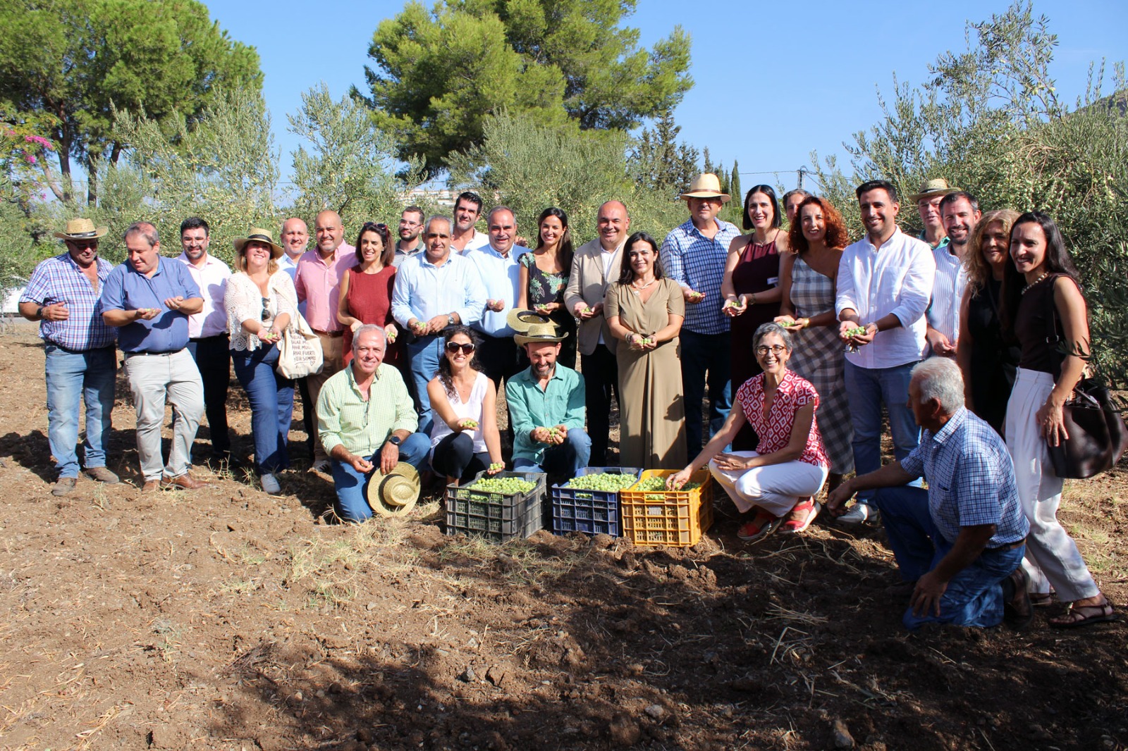 Alhaurín el Grande da el pistoletazo de salida a la campaña 2026/2027 de la Aceituna Aloreña de Málaga